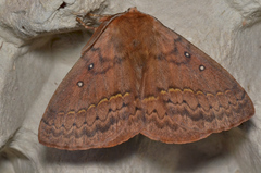 Anthela nicothoe