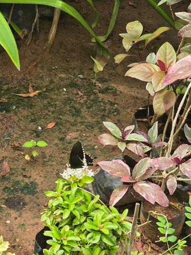 Common Mormon Swallowtail