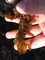 Dictyopteris undulata