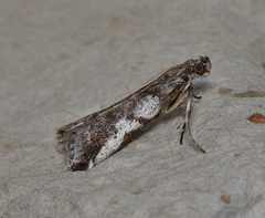 Assara holophragma