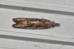 Carposina hyperlopha