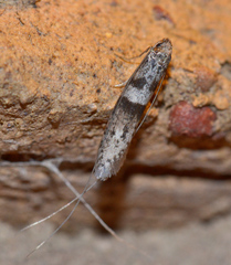 Ceromitia iolampra