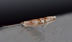 Ceromitia iolampra