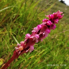 Satyrium nepalense