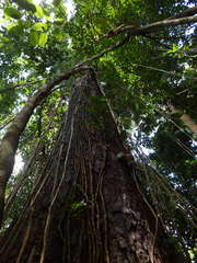 Anisoptera thurifera