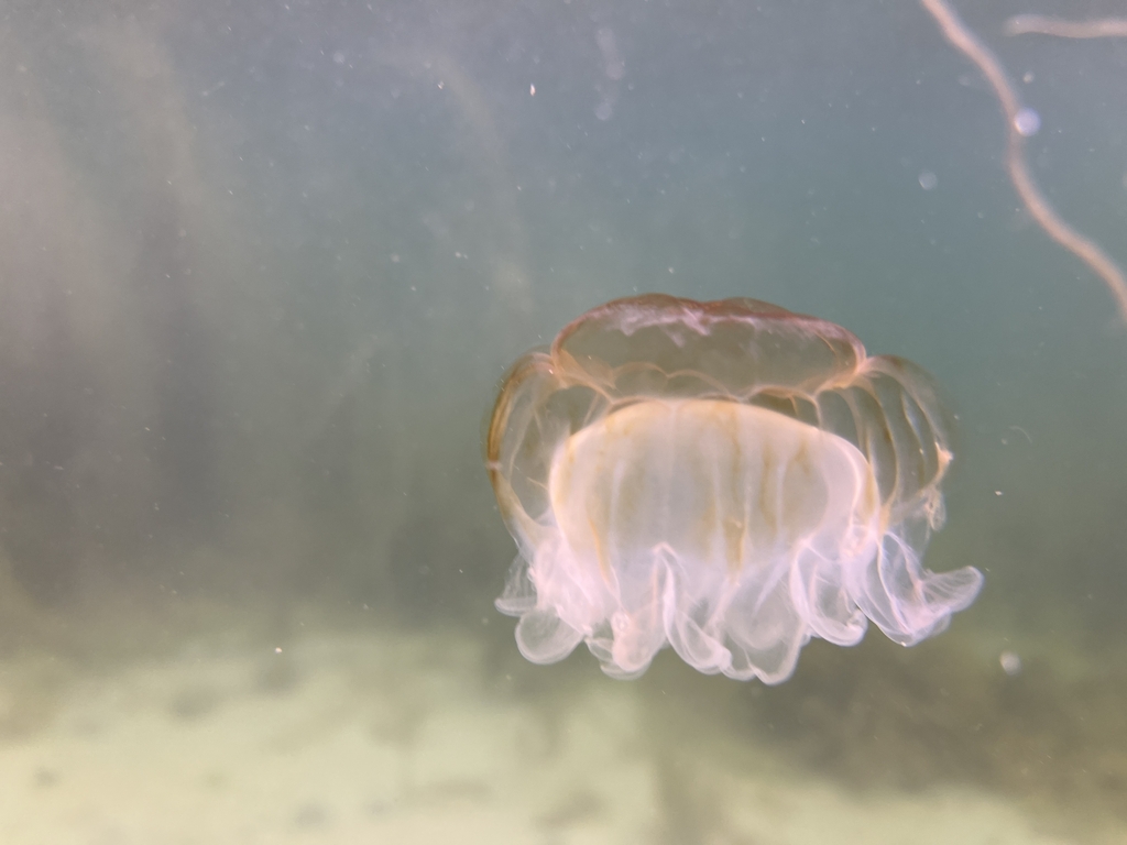 Lion's Mane Jellyfish