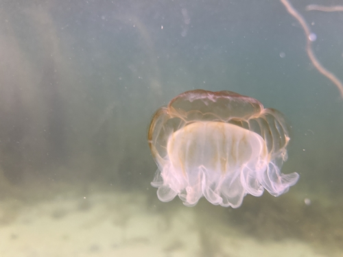 Lion's Mane Jellyfish