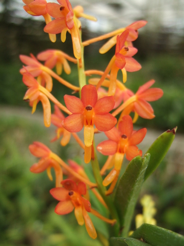 Orange Ascocentrum