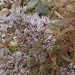 Copper-Plant - Photo (c) kerrycoleman, some rights reserved (CC BY-NC), uploaded by kerrycoleman