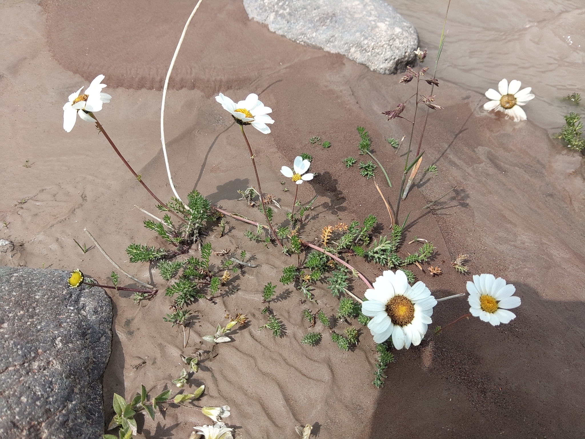 Tripleurospermum caucasicum