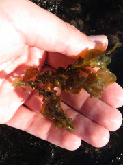 Dictyopteris undulata