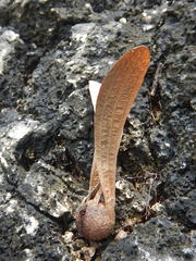 Anisoptera thurifera