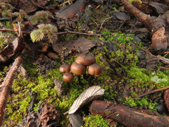 Lyophyllum anthracophilum