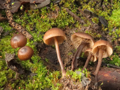 Lyophyllum anthracophilum
