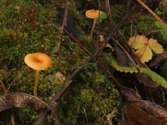 Loreleia postii