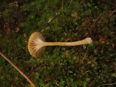 Loreleia postii