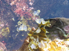 Dictyopteris undulata