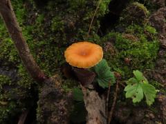Loreleia postii