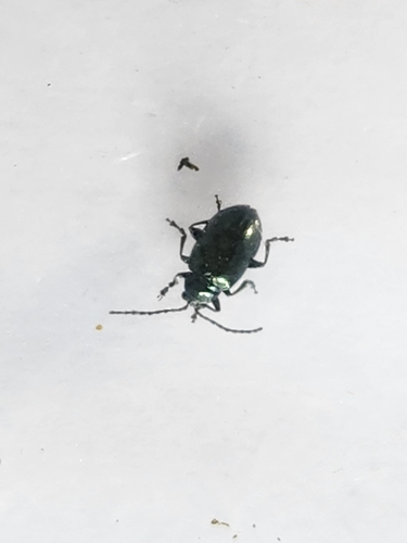 Metallic Flea Beetles