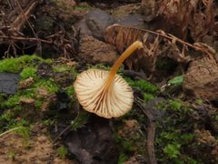 Loreleia postii
