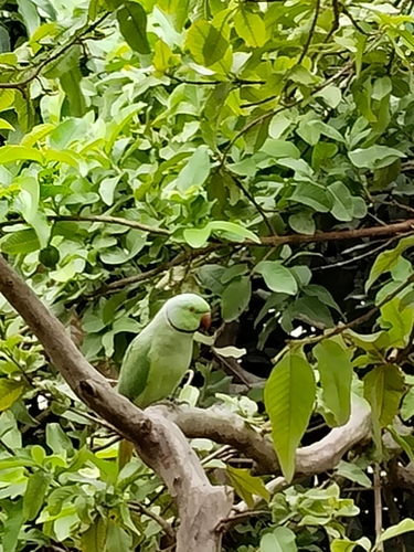 Rose-ringed Parakeet