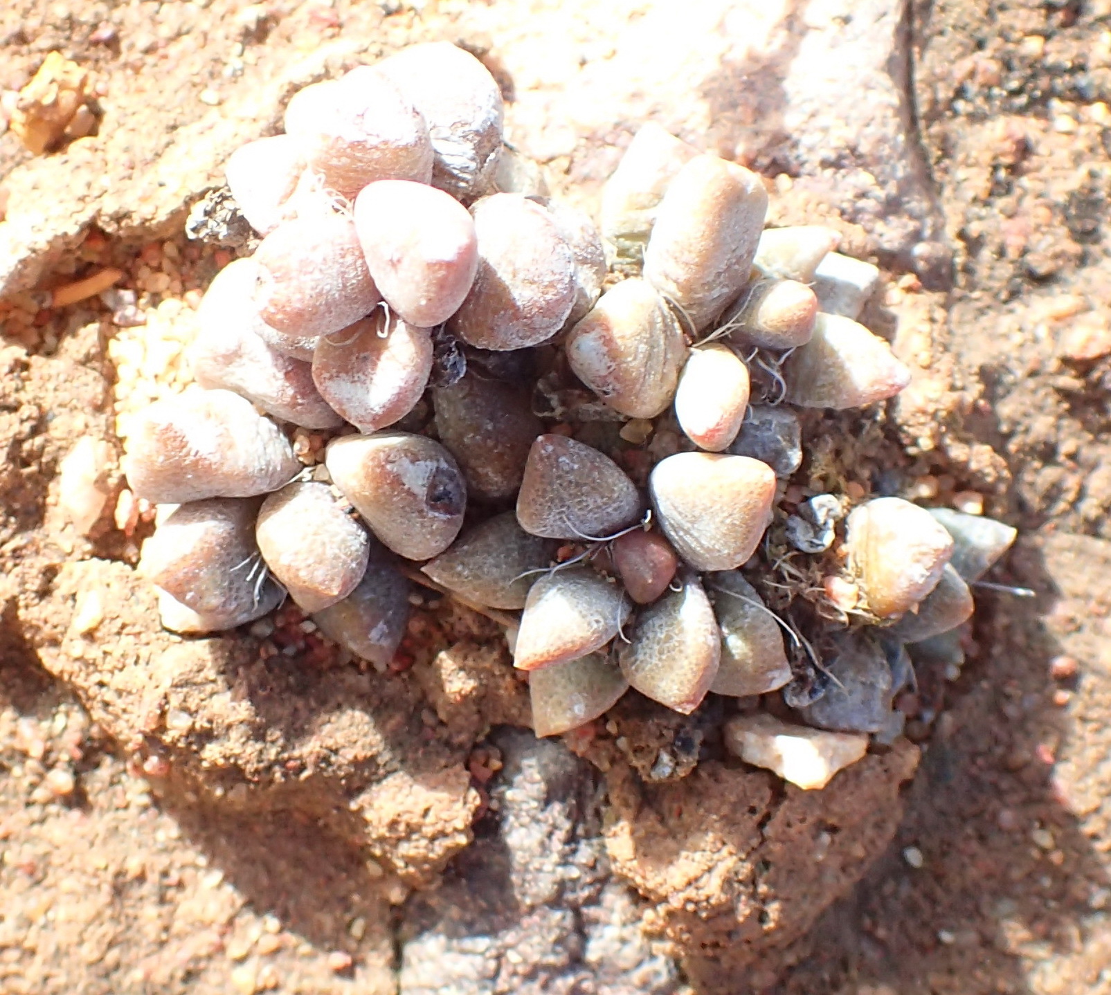 Anacampseros Telephiastrum (Anacampseros telephiastrum)