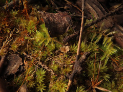 Cotylidia undulata