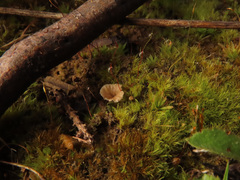 Cotylidia undulata