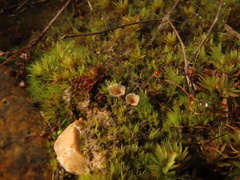 Cotylidia undulata