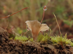 Cotylidia undulata
