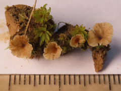 Cotylidia undulata