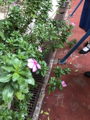Catharanthus roseus