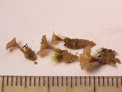 Cotylidia undulata