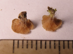 Cotylidia undulata