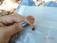 Lactarius chrysorrheus chrysorrheus