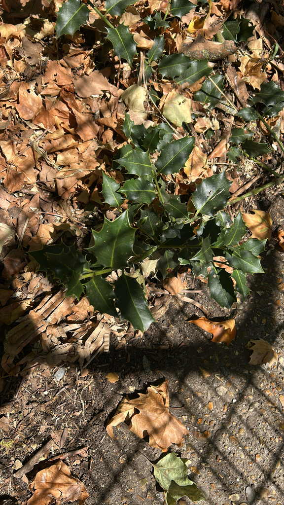 Ilex aquifolium