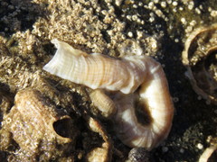 Thylacodes squamigerus image