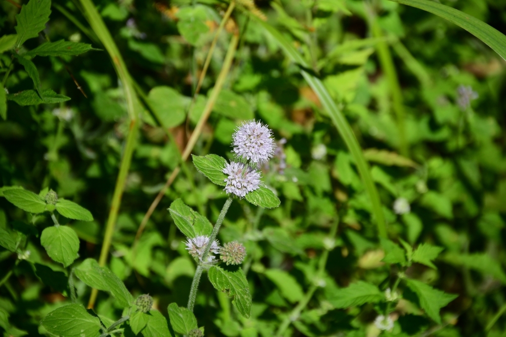 Mentha aquatica