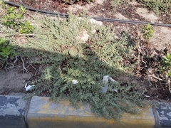 Tribulus terrestris