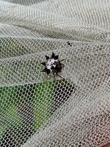 Gasteracantha kuhli C.L.Koch, 1837