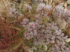 Polycarpaea spirostylis