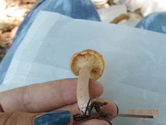 Lactarius chrysorrheus chrysorrheus