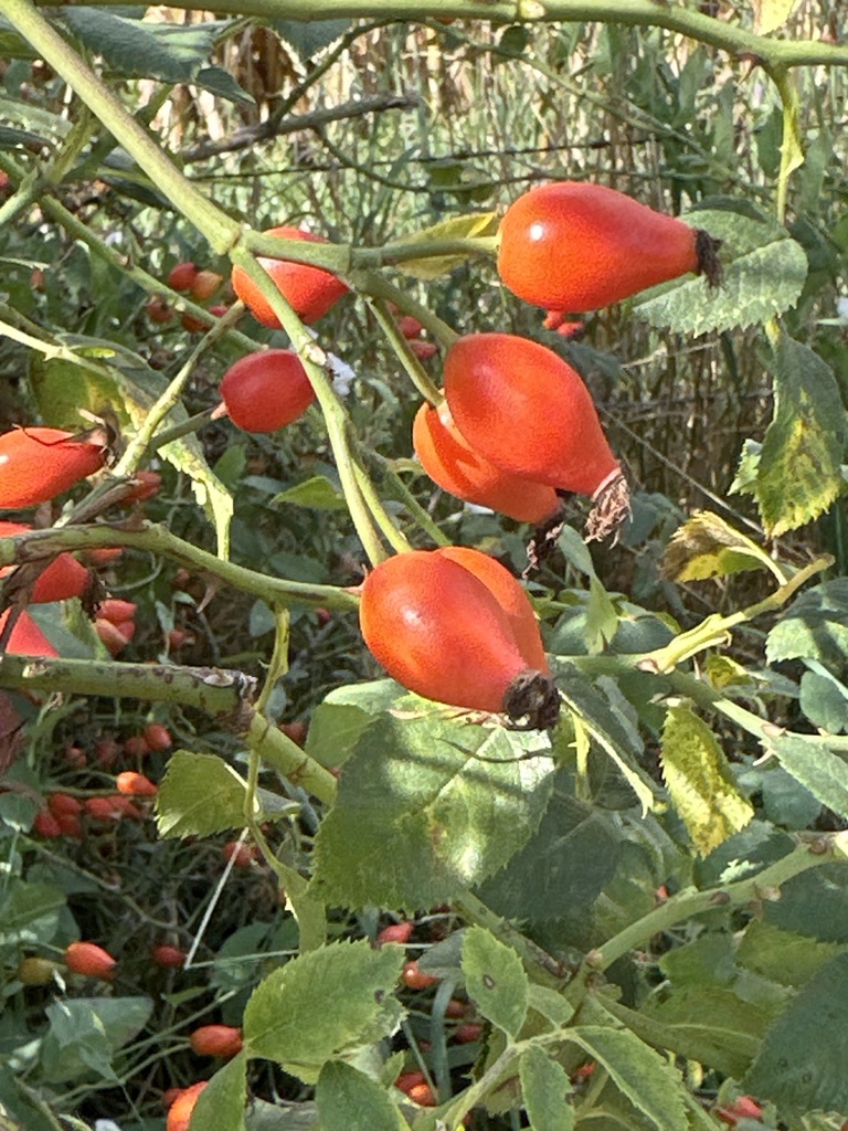 Rosa canina