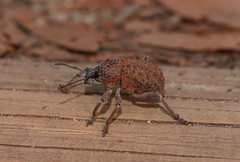 Psapharus infaustus