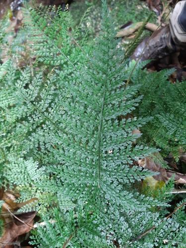Lastreopsis tripinnata observed 2025-08-15