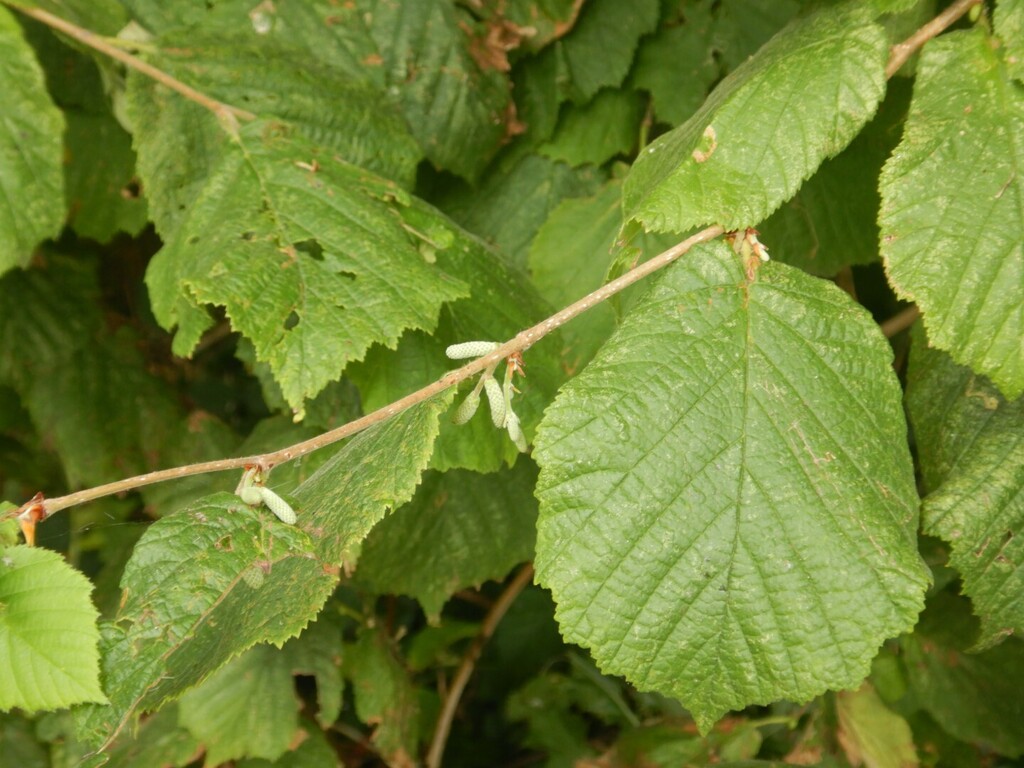 Corylus avellana