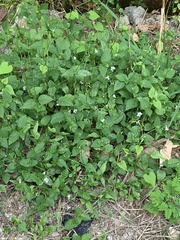 Magnoliopsida