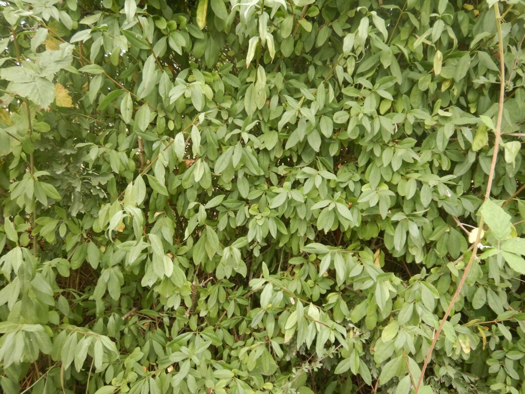 Ligustrum vulgare