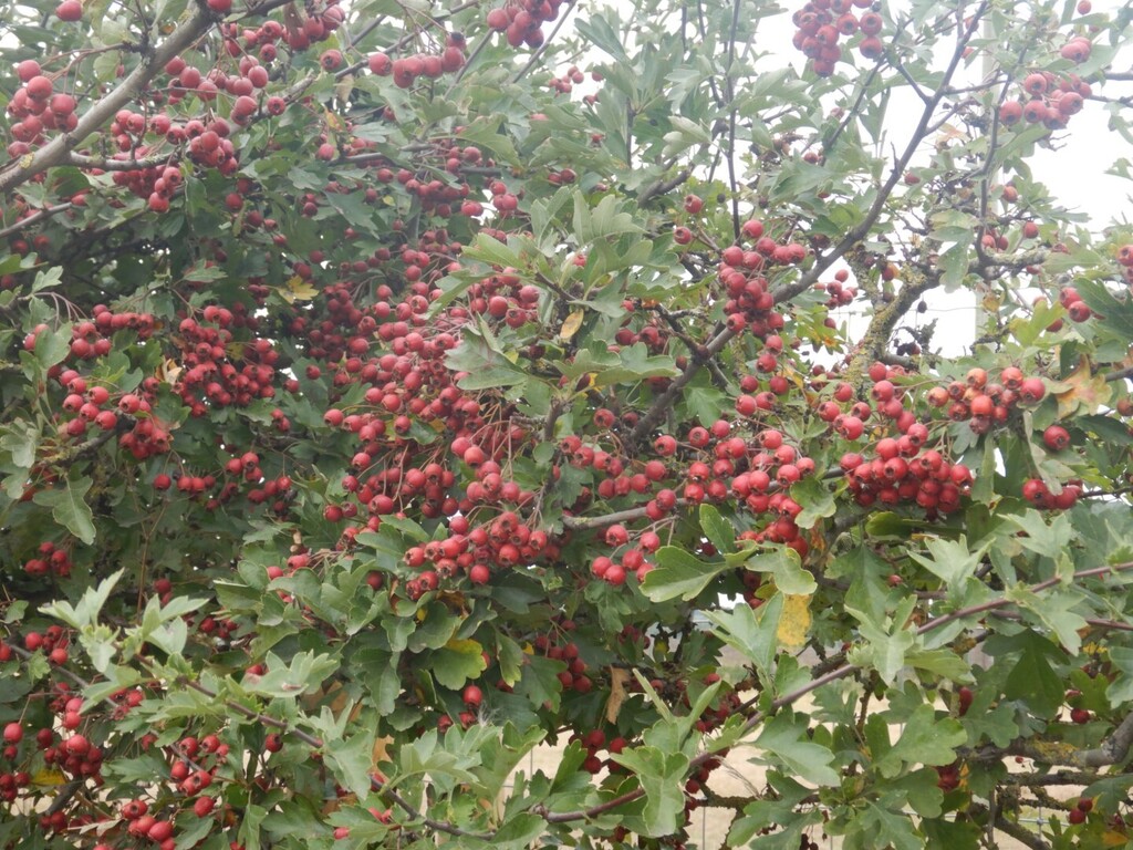 Crataegus monogyna