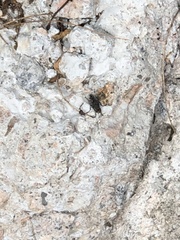 Diptera